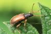 Phyllobius oblongus